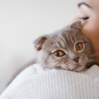 PetCat PetCat